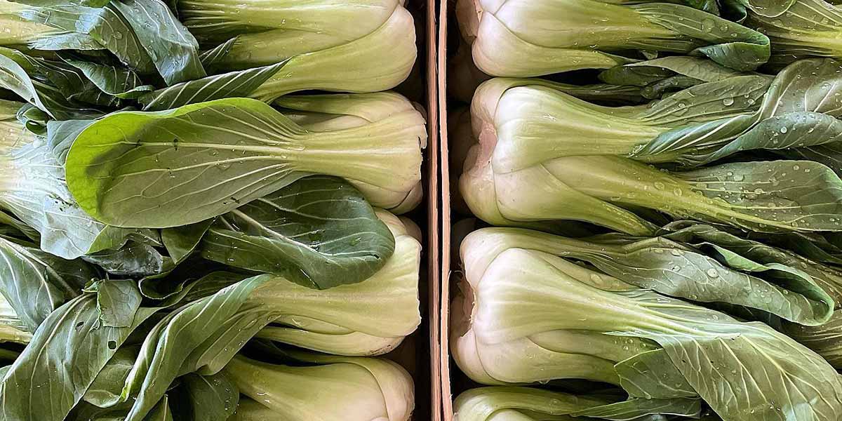 Pakchoi, si investe nella filiera italiana